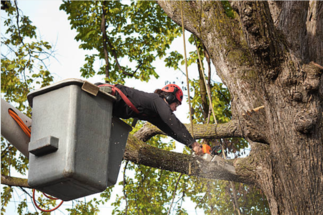 A tree surgeon arborist expert removing a tree branch