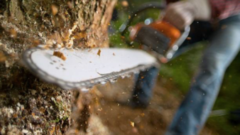 Arborist using chainsaw cutting tree